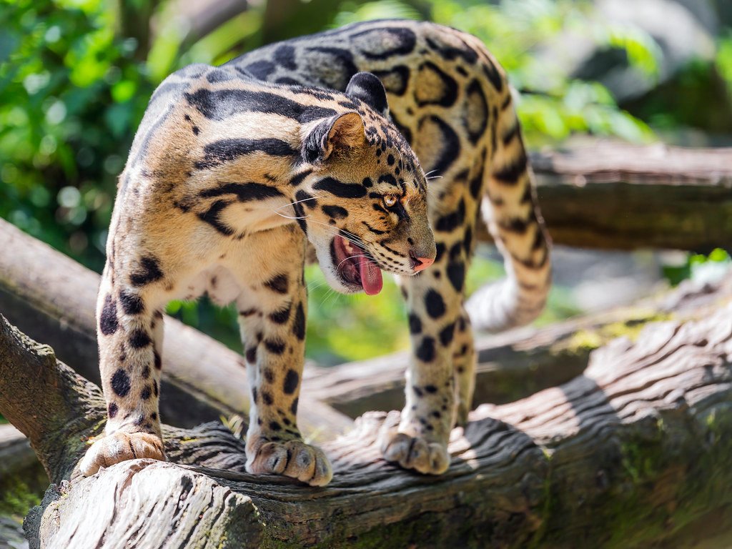 The Conservation Challenge