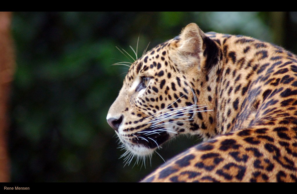 The Art of Claw Communication (image credits: flickr)