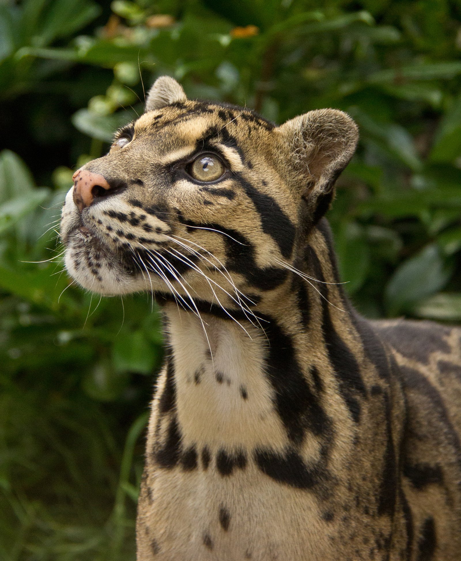 Legacy of the Ghost Cat (image credits: wikimedia)