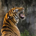 The Roar That Travels Miles