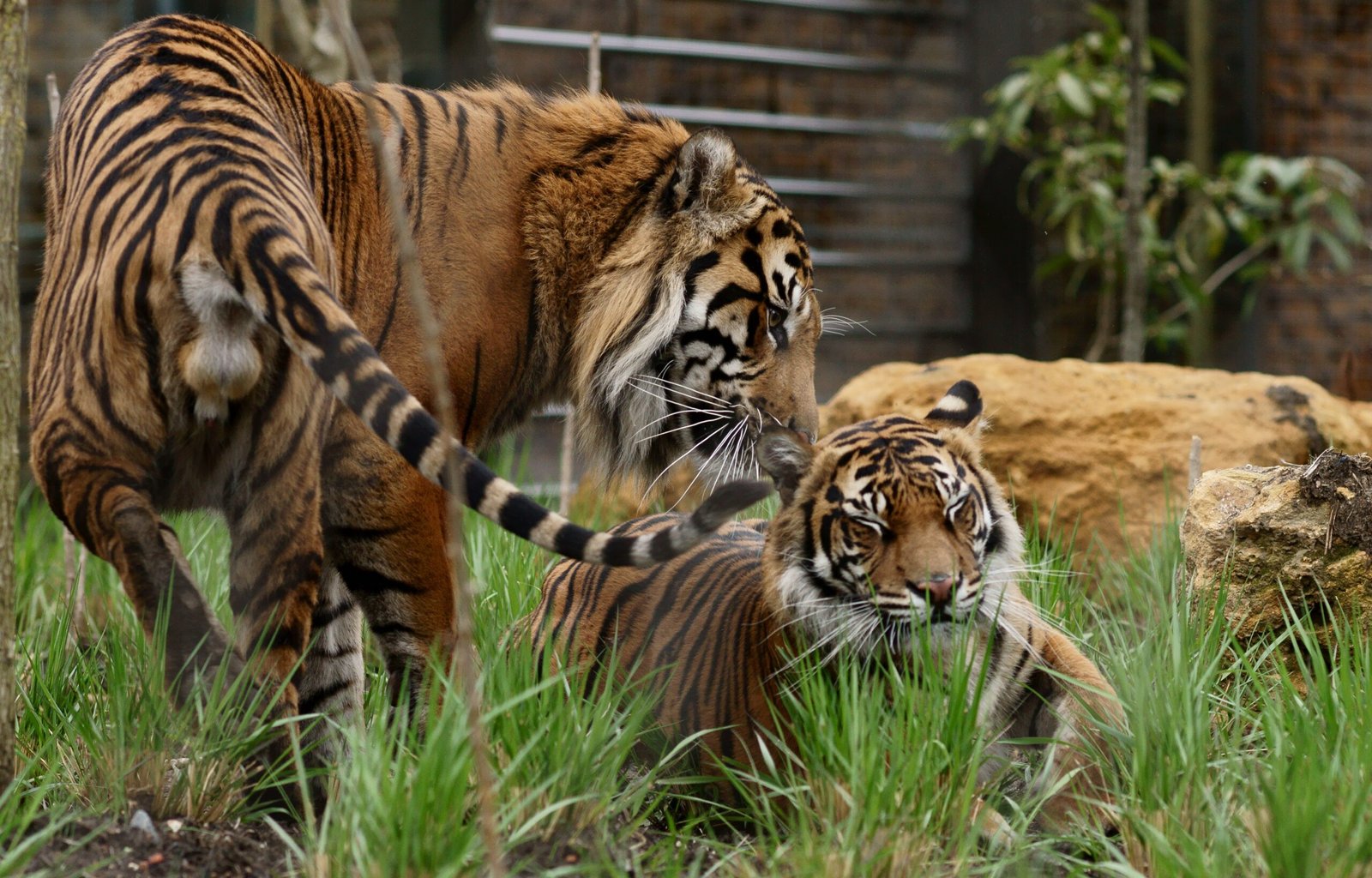 Invisible Highways of the Wild (image credits: wikimedia)