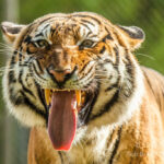 Living Legends in a Shrinking World