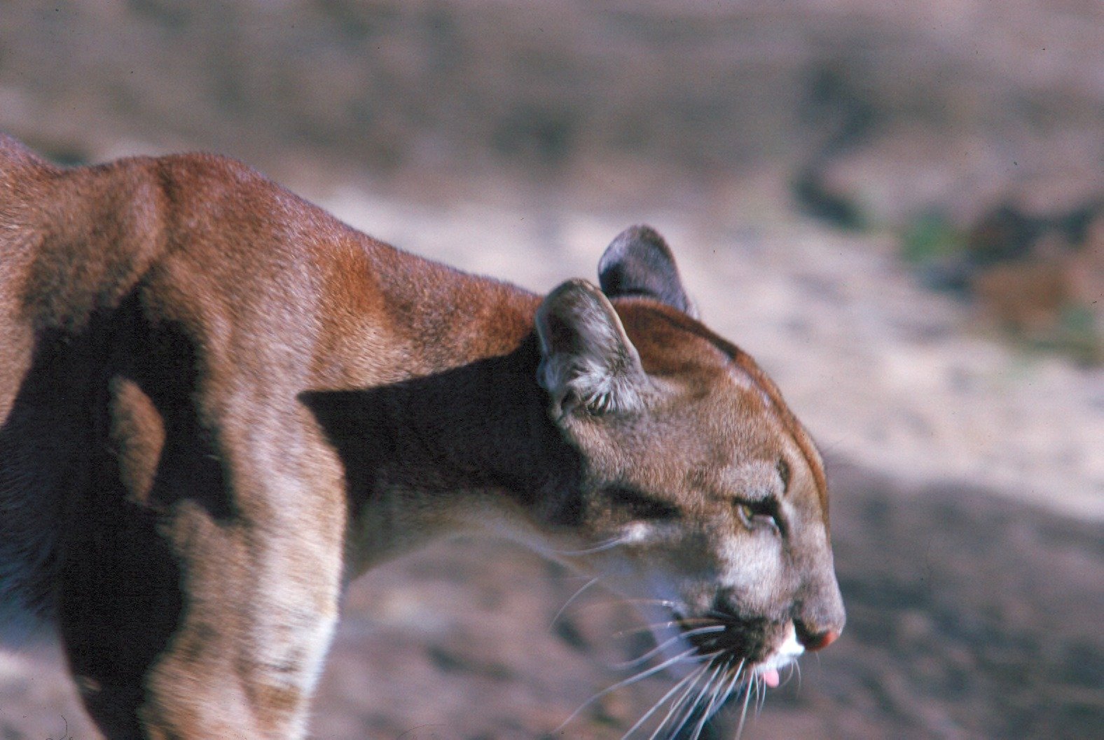 Mother and Cubs in Hidden Sanctuaries (image credits: wikimedia)