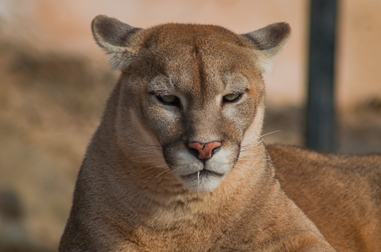 The Conservation Success Story (image credits: By Shahzaib Damn Cruze, CC BY-SA 4.0, https://commons.wikimedia.org/w/index.php?curid=90128513)