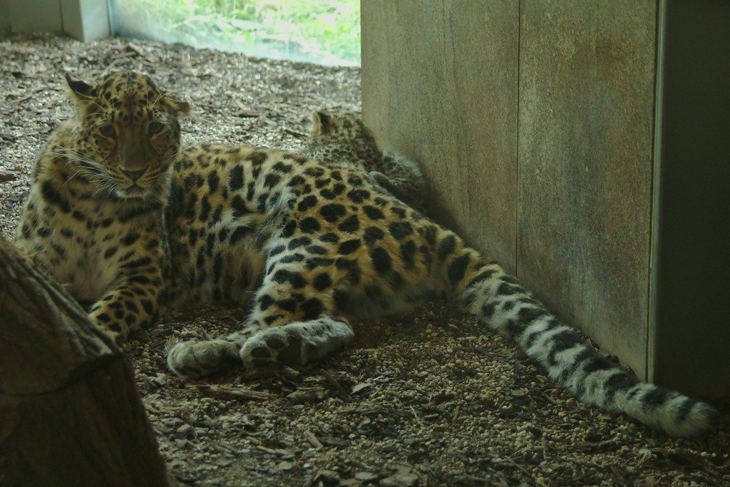 Maternal Tenderness Behind the Fierce Exterior (image credits: flickr)