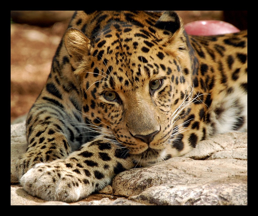 Territory Wars Written in Hostile Glares (image credits: flickr)