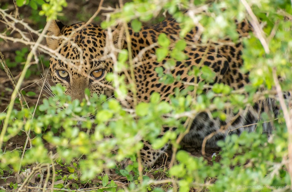 Intelligence Beyond Instinct (image credits: flickr)