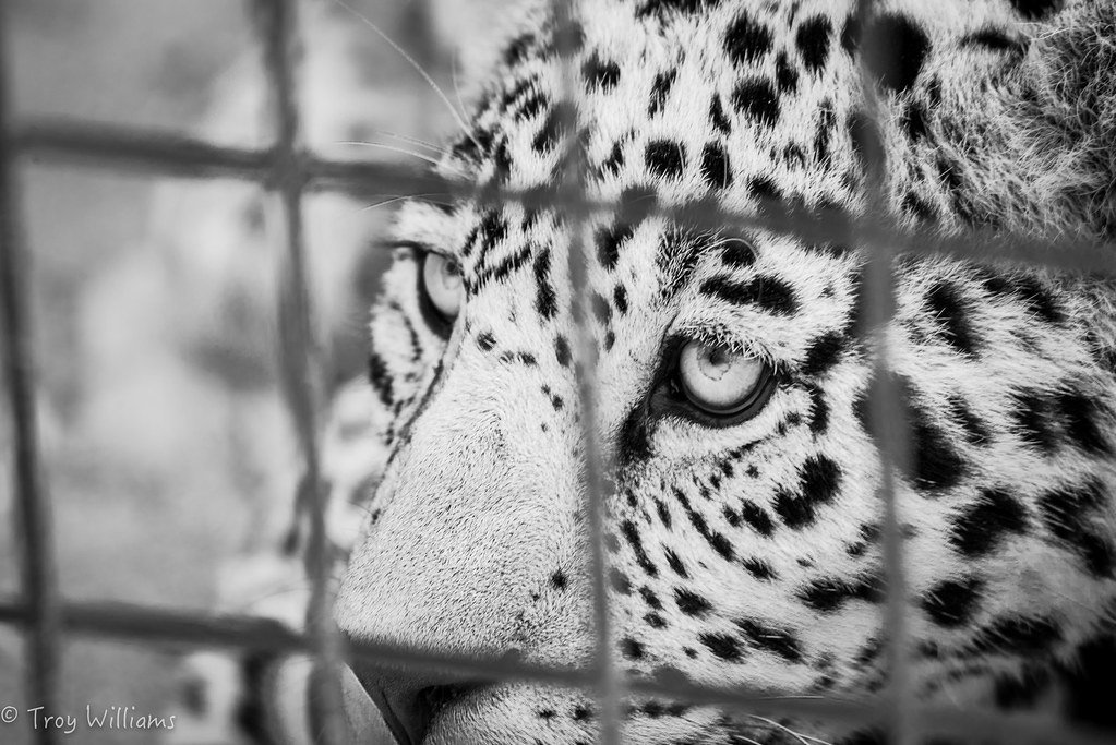 Conservation's Urgent Message (image credits: flickr)