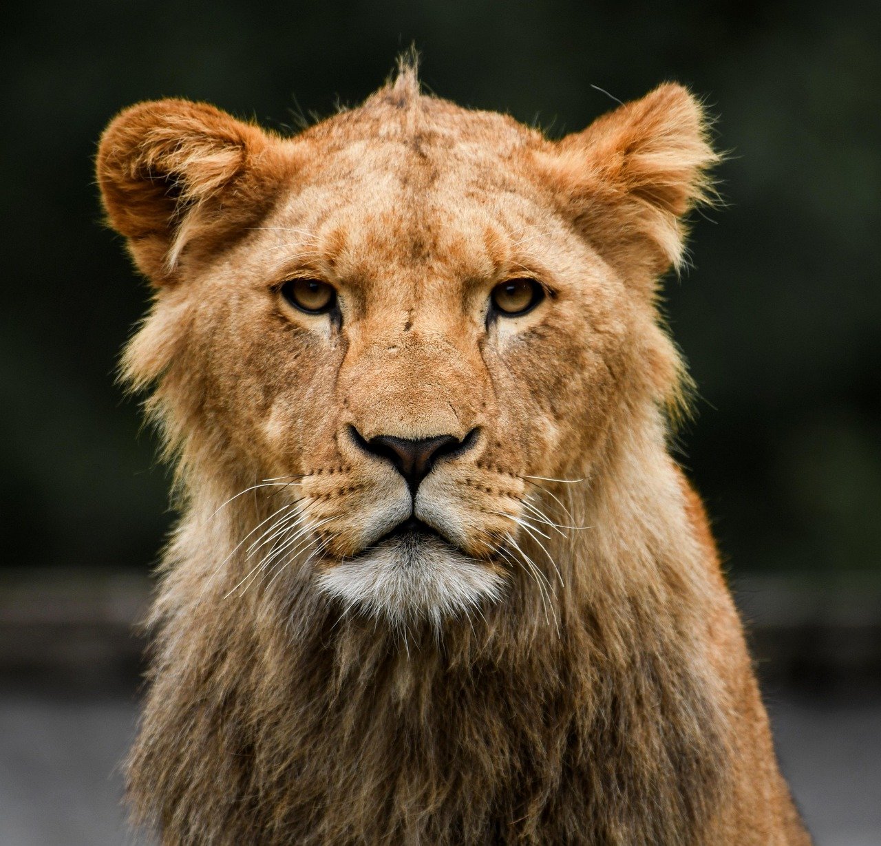 The Art of Intimidation (image credits: pixabay)