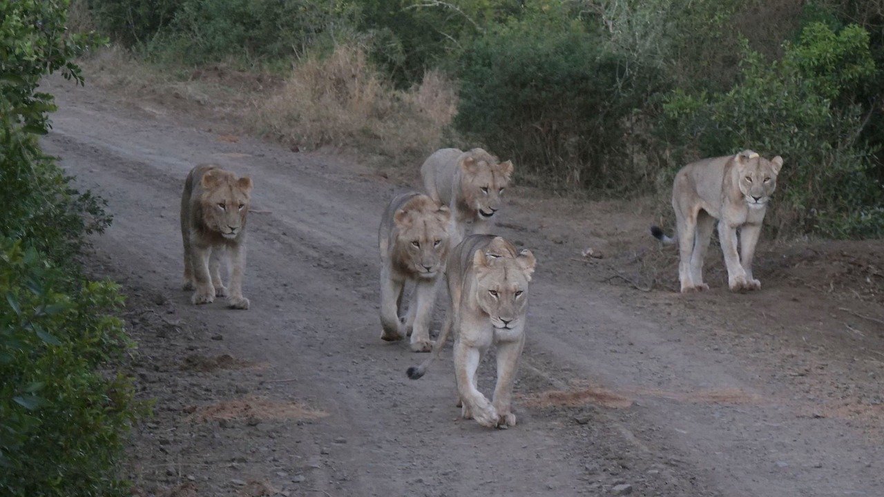 The Lioness Factor (image credits: pixabay)