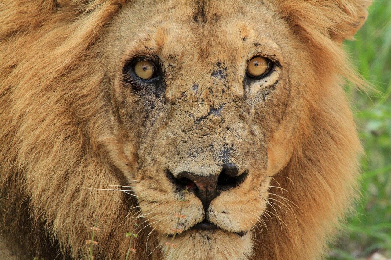 Battle Scars and War Stories (image credits: pixabay)
