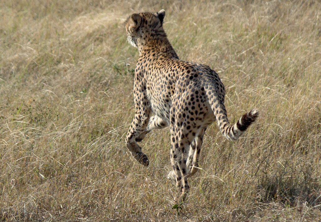 When the Crown Slips (image credits: flickr)
