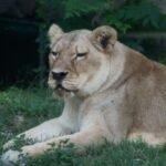 Life at the Top — What It Takes to Be Alpha in a Lion Coalition