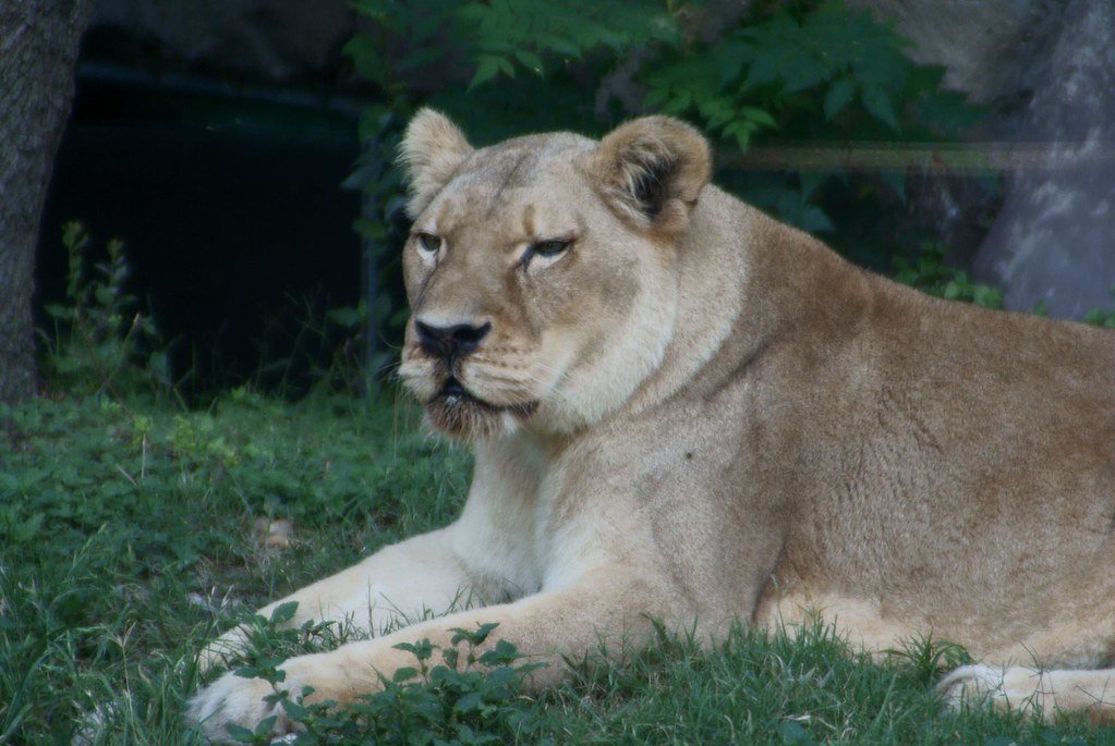 Life at the Top — What It Takes to Be Alpha in a Lion Coalition