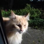 7 Prehistoric Cats That Could Easily Take Down Today's Big Cats