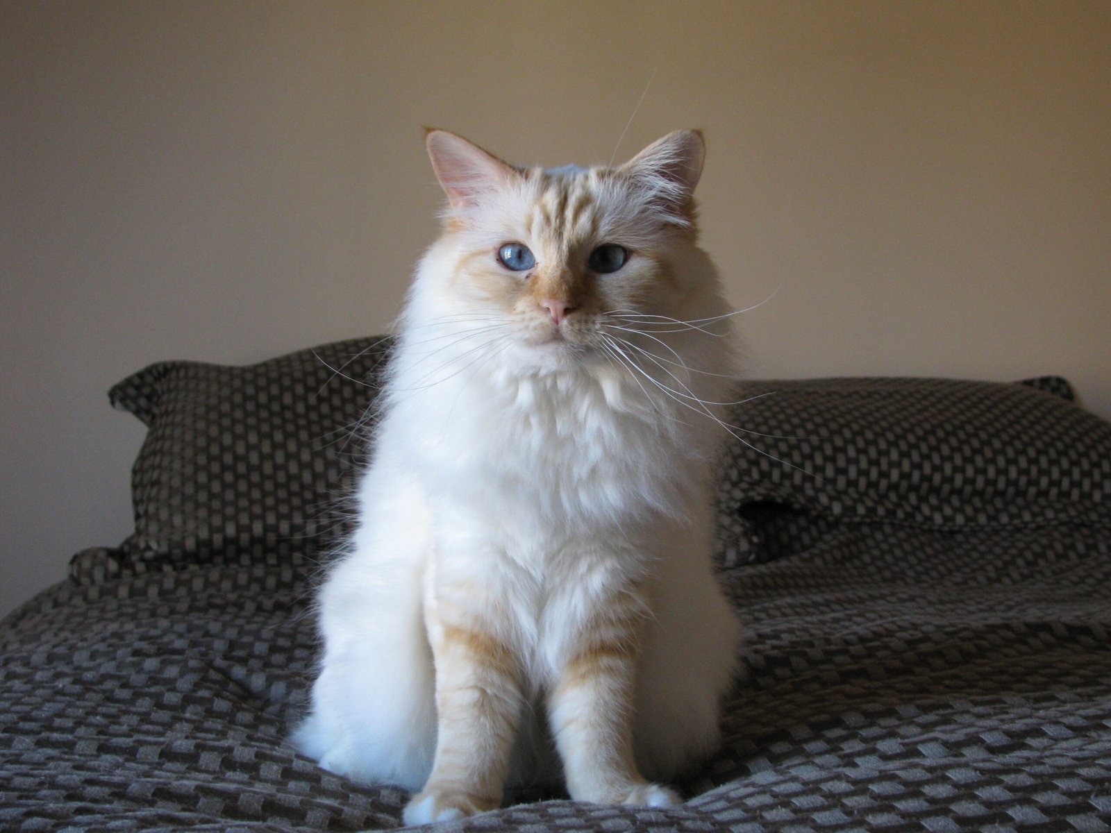 Birman Cats - The Sacred Beauties with Silky Smooth Locks (image credits: wikimedia)