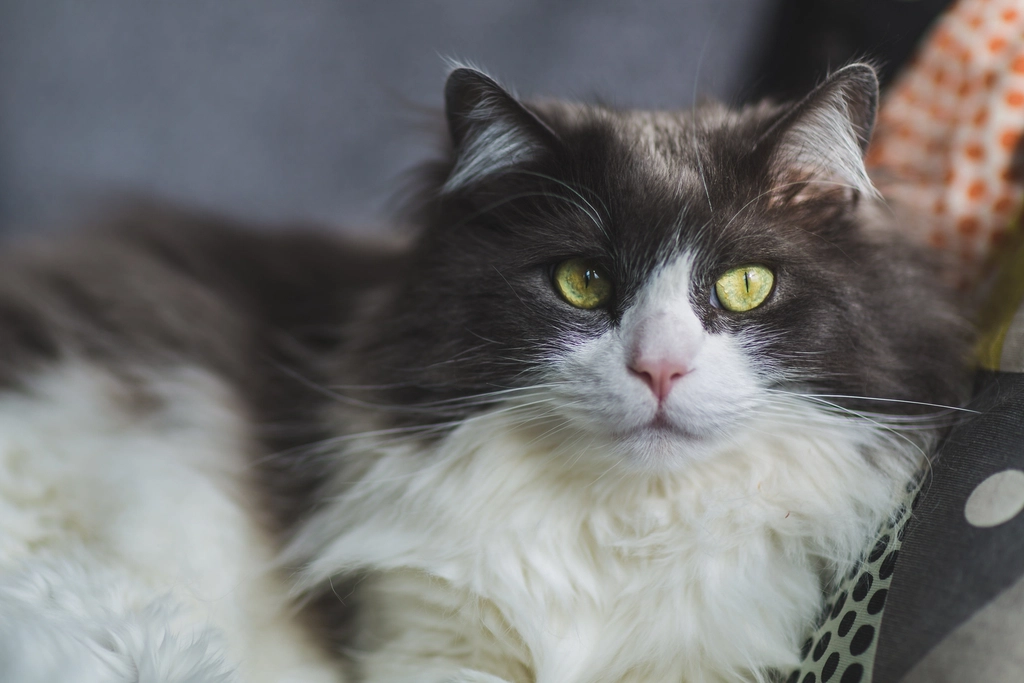 Why These Long-Haired Breeds Break the Grooming Stereotype (image credits: rawpixel)