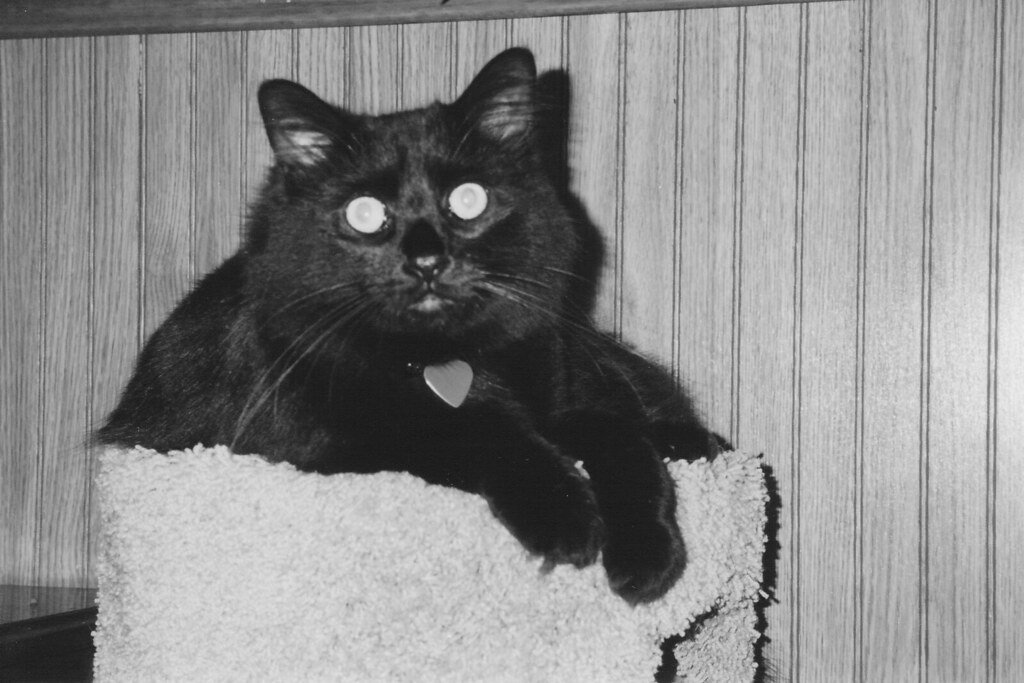 Breaking the Myth About Long-Haired Cats Being High-Maintenance (image credits: flickr)