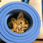 Abyssinian: The Curious Explorer