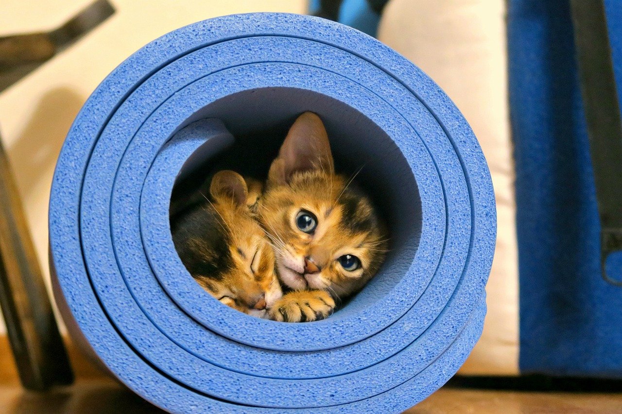 Abyssinian: The Curious Explorer