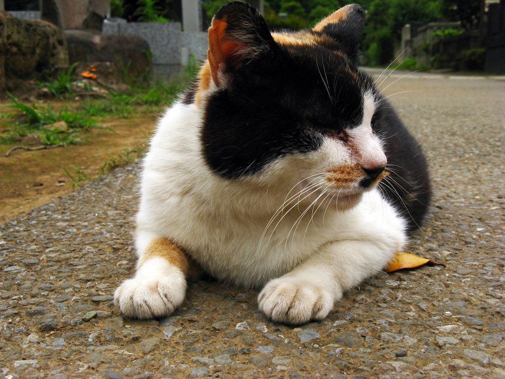 The Social Cat Revolution (image credits: flickr)