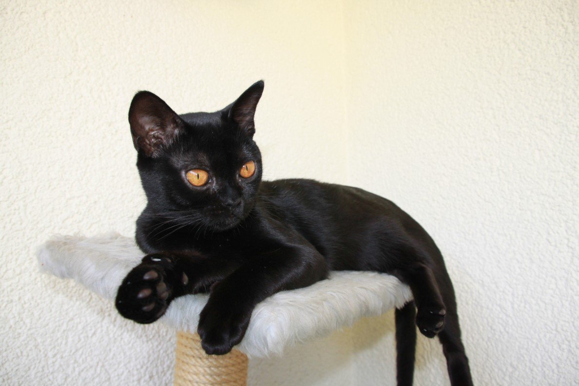 9 Cats That'll Befriend Everyone — Even the Mailman