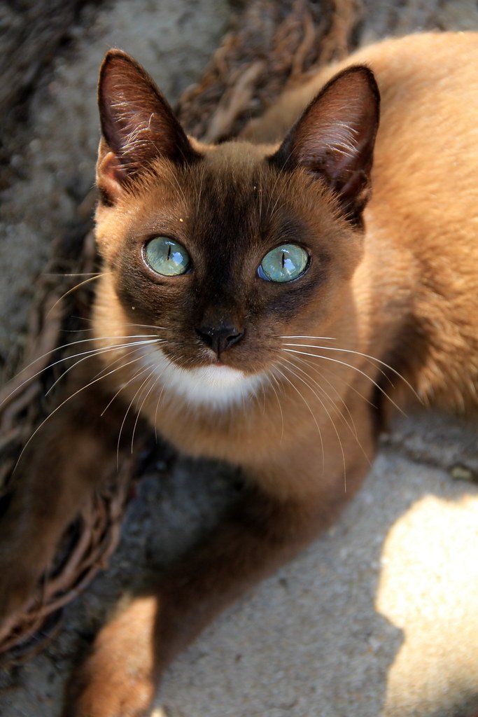 Siamese: Thailand's Sacred Temple Guardians (image credits: flickr)