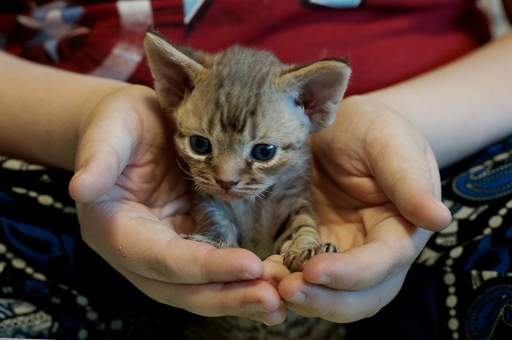 Devon Rex: The Pixie-Like Prankster (image credits: flickr)