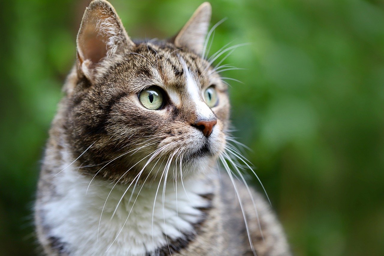 Oriental Shorthairs: The Determined Investigators (image credits: pixabay)