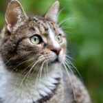 10 Mischievous Cat Breeds That'll Keep You on Your Toes