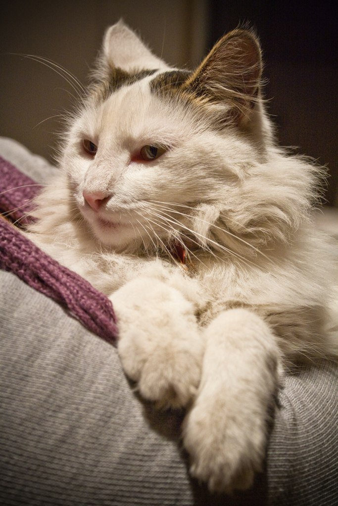 Forcing Unwanted Social Interactions (image credits: flickr)