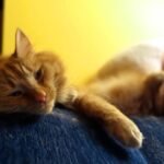 5 Common Mistakes That Can Stress Out Even the Chillest Cat