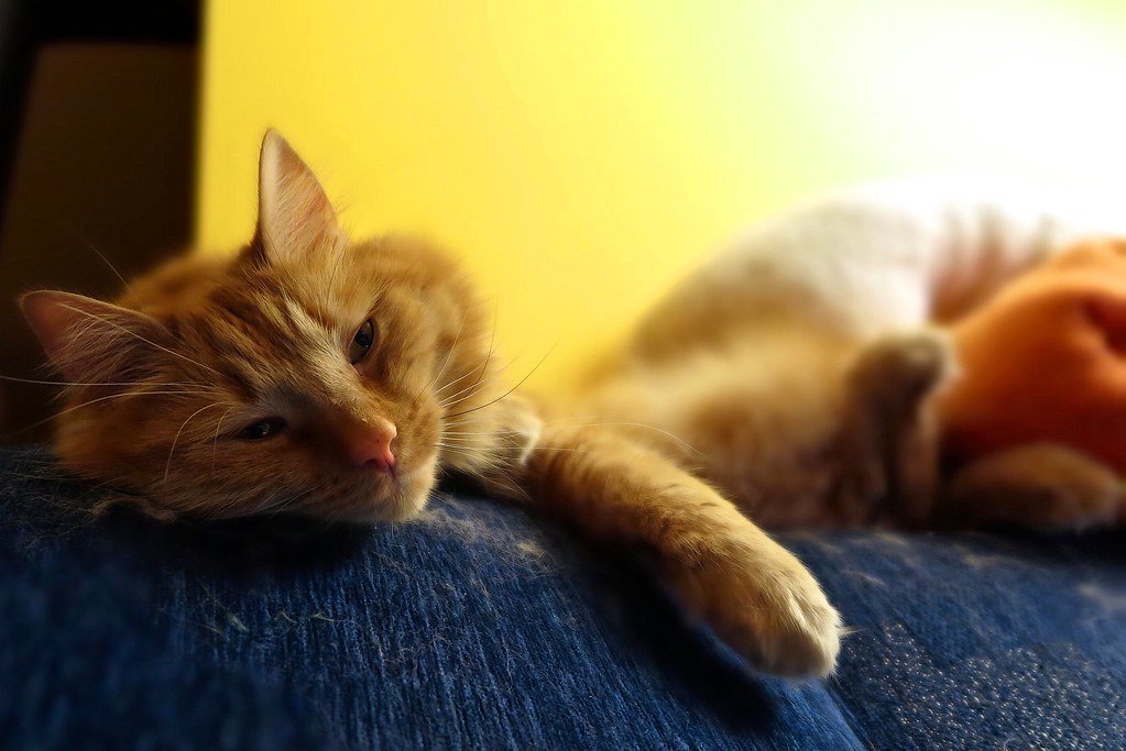 5 Common Mistakes That Can Stress Out Even the Chillest Cat