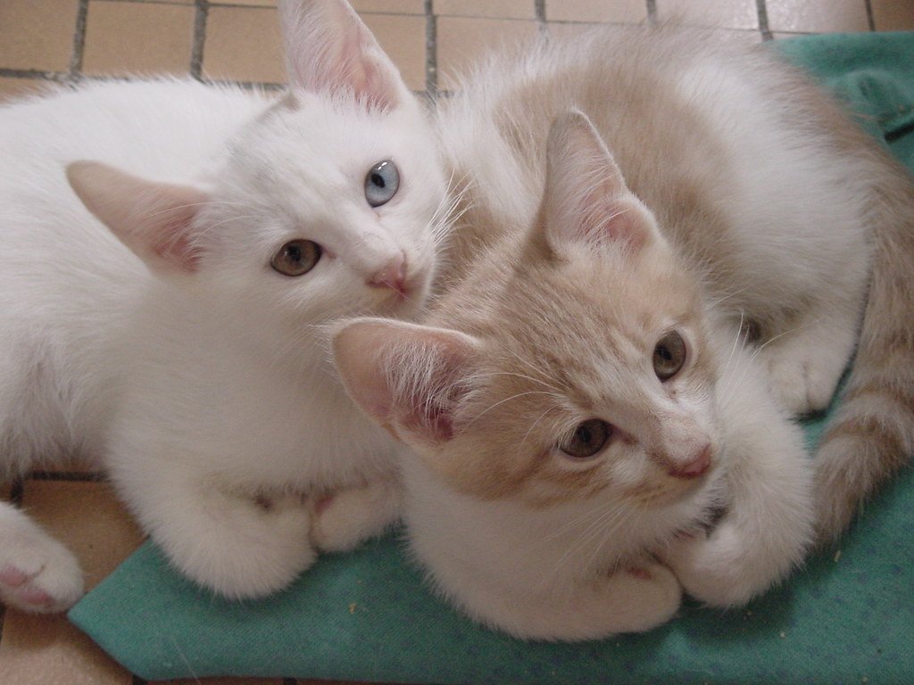Install Cat-Safe Plants for Indoor Jungle Vibes (image credits: flickr)