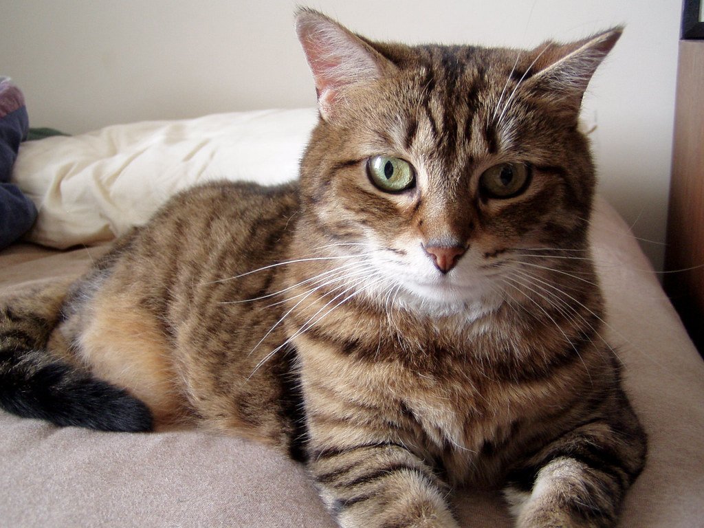 Treat Training: Building Trust Through Positive Reinforcement (image credits: flickr)