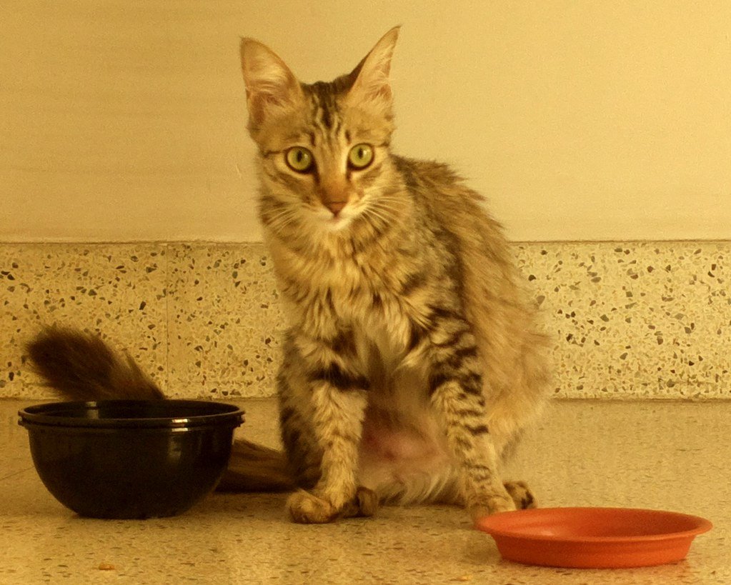 The Science Behind Why Cats Abandon Most Toys (image credits: flickr)