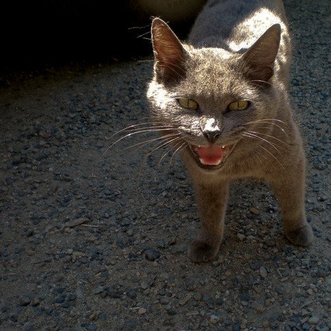 The Chartreux: The Smiling Stoic (image credits: flickr)