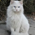 5 Breeds That Will Judge You Silently — But Lovingly