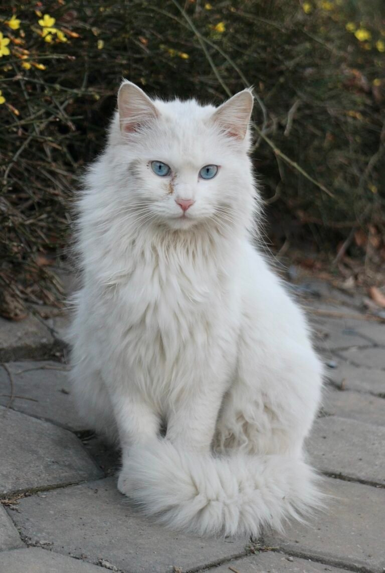 5 Breeds That Will Judge You Silently — But Lovingly