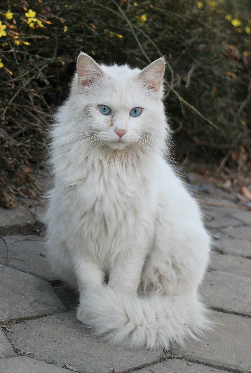 5 Breeds That Will Judge You Silently — But Lovingly