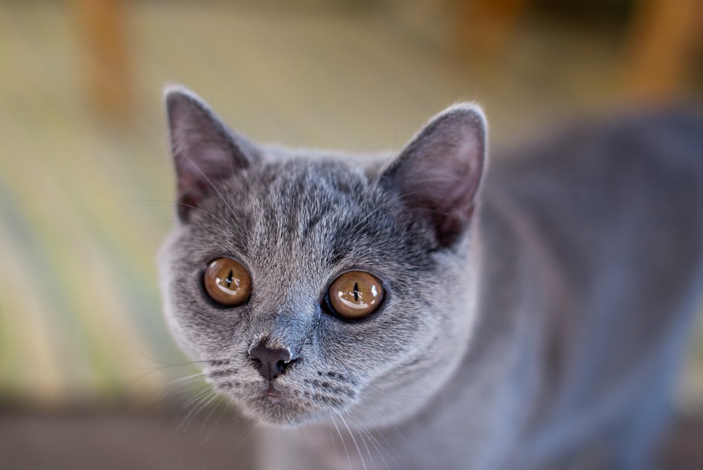 British Shorthair: The Dignified Companion (image credits: flickr)