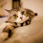 Scottish Fold: The Zen Master of Cats