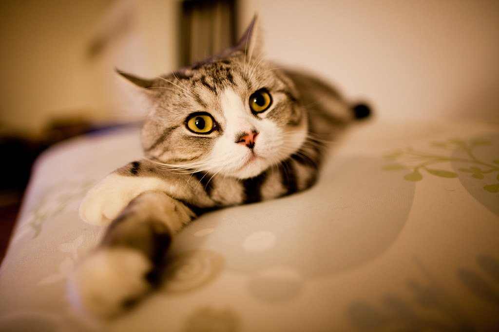 Scottish Fold: The Zen Master of Cats (image credits: flickr)