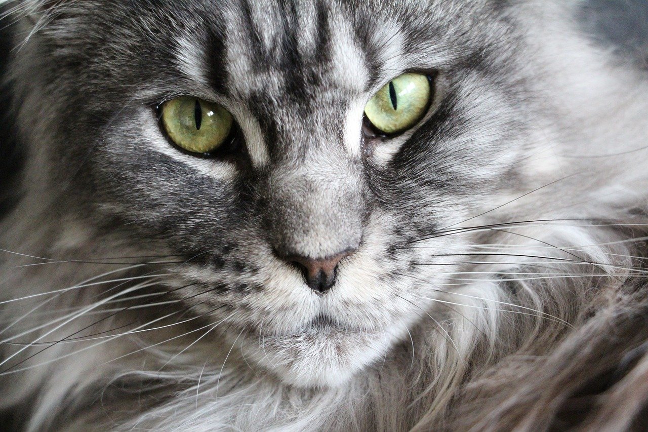 Maine Coon: The Gentle Giant Who Waits (image credits: pixabay)