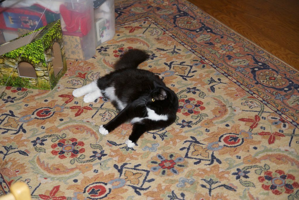 Ragdoll: The Relaxed Sweetheart (image credits: flickr)