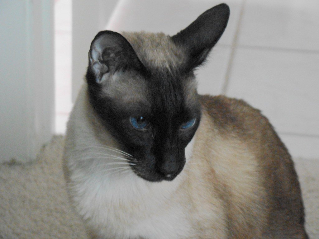 Siamese: The Chatty Entertainer Who Never Stops Talking (image credits: flickr)