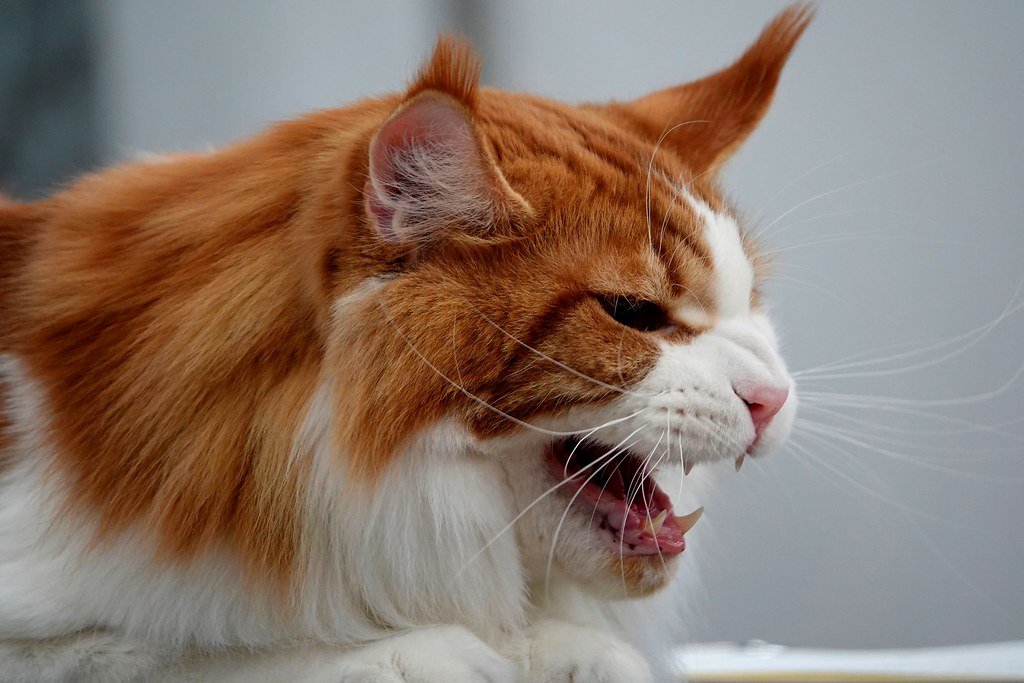 Maine Coon: The Gentle Giant Who Thinks He's a Lap Cat (image credits: flickr)