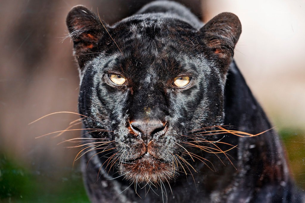 Bombay: The Miniature Panther with a Heart of Gold (image credits: flickr)