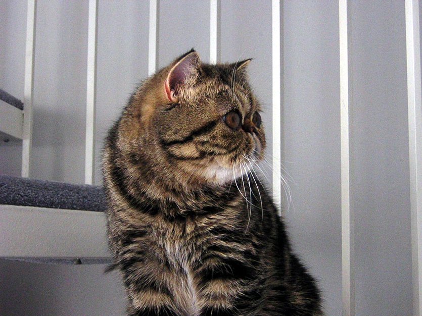 Exotic Shorthair: The Teddy Bear Cat with a Mischievous Streak (image credits: wikimedia)