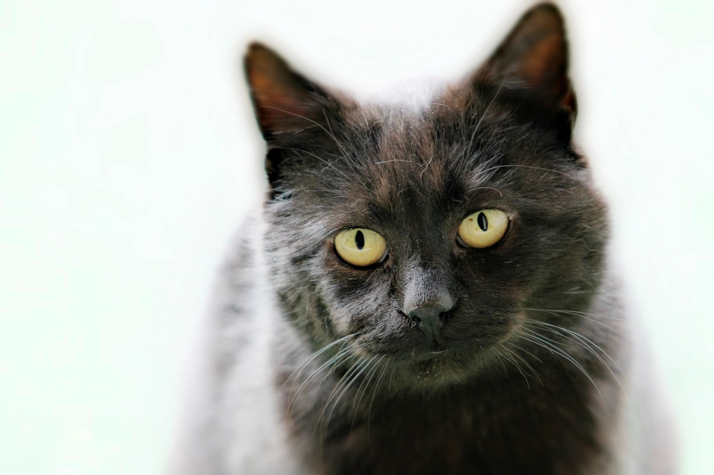 Burmese: The Velcro Cat Who Becomes Your Shadow (image credits: rawpixel)